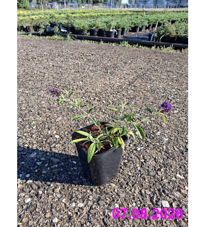 Buddleja dav. 'Magda's Gold Knight' C 1,4 L